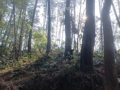 -三门江国家森林公园