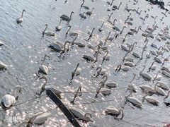 -烟墩角天鹅湖