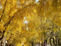 -三里屯东五街银杏大道