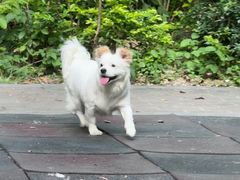 -瑞鹏宠物医院·骨科·猫科·内科(第一中心)