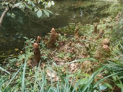 -杭州植物园