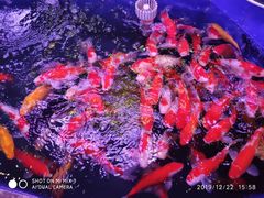 -中环花鸟鱼虫市场