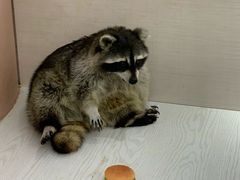 -浣熊柯尔鸭土拨鼠·电玩咖