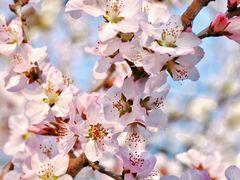 -桃花堤公园