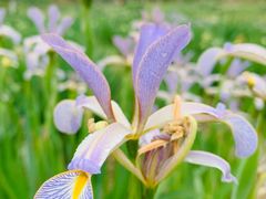 -永定河休闲森林公园