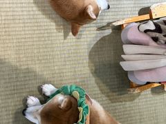 -逗柴咖啡屋·狗咖猫咖宠物桌游