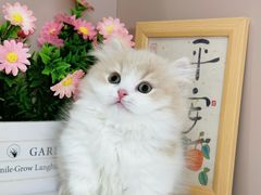 -小猫来了·猫舍(红山六九七九店)