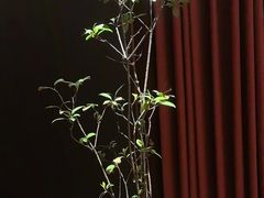 -蘇锦宴·淮扬菜烤鸭·小院(三元桥霄云路店)