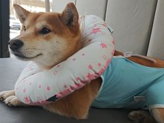 -美联众合动物医院·24h转诊中心