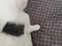 -宠颐生宠物医院·犬猫全科·皮肤科(商业街店)