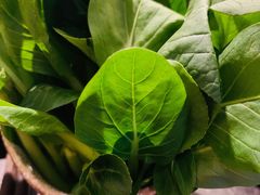 -新草堂锅物料理(泉城路店)
