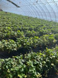 -蓝呗呗蓝莓草莓采摘园(通州区马驹桥店)