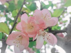 -洪小凡(钱塘明月店)