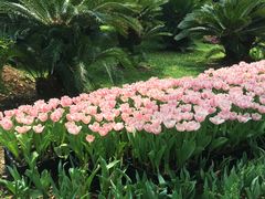 -上海鲜花港