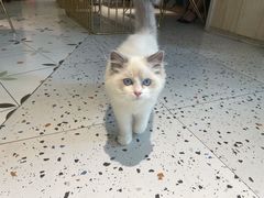 -喵喵咪呀布偶猫咖(春熙路店)