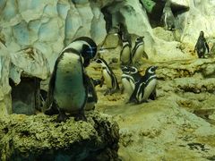 -帝企鹅自助餐厅•儿童岛•真企鹅(长隆企鹅酒店)