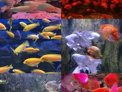 -多彩贵州城极地海洋世界