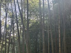 -西湖风景区十里琅珰-五云山