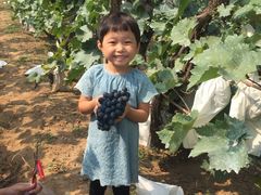 -北京张裕爱斐堡酒庄