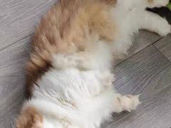 -猫十亿·布偶金渐层·曼基康矮脚猫舍(青年路店)