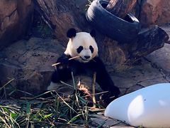 -广州长隆野生动物世界