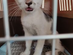 -平行世界·猫咖(首经贸店)