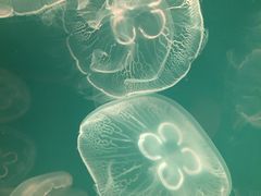 -左海海底世界