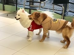 -怪兽屋·羊驼·猫咖·狗咖(俊华广场店)