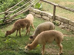 -泉州海丝野生动物世界