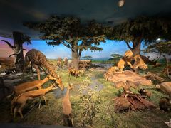 -国家自然博物馆