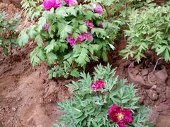 -洛阳郁金香牡丹园