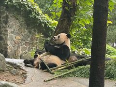 -都江堰中华大熊猫苑