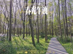 -上海滨江森林公园