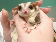 -雨林宠物医院 非犬猫异宠专科