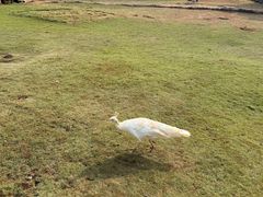 -海南热带野生动植物园