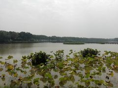 -洪湖生态旅游区