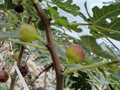 -武汉世外桃源农庄