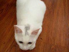 -仁华宠物医院(青羊店)