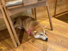 -柴务处·柴犬主题狗咖