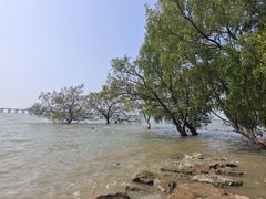 -宝安西湾红树林湿地公园