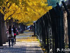 -三里屯东五街银杏大道