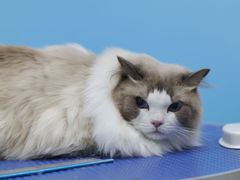 -瑞鹏宠物医院犬猫全科(真大分院)