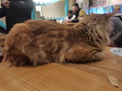 -猫小院猫主题咖啡厅(北锣店)