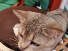 -猫色咖啡·猫咖