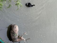 -北京麋鹿生态实验中心