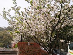 -南山植物园