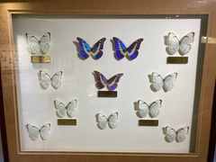 -上海昆虫博物馆