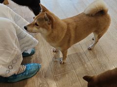 -南京Hallo宠物乐园·哈罗犬舍·柴犬繁育基地