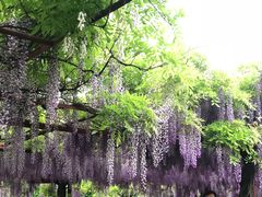 -嘉定紫藤园