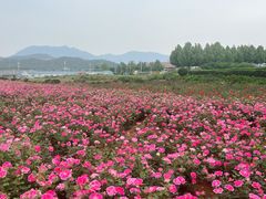 -君乐宝优致牧场